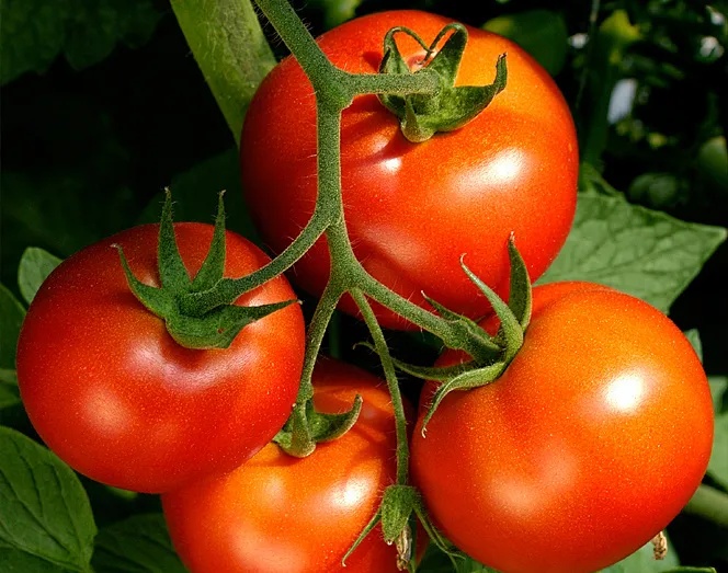 Công ty TNHH Năng lượng Senta